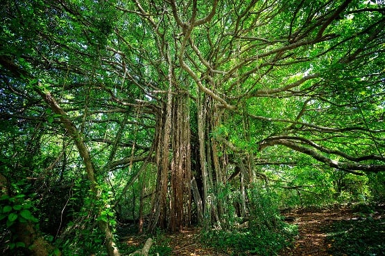 Large Banyan tree covered in vines and moss